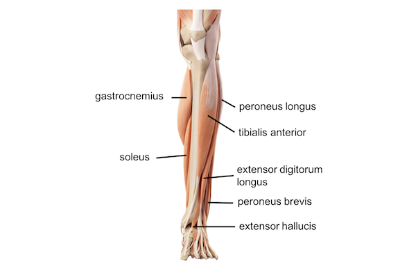 Leg Knee anatomy
